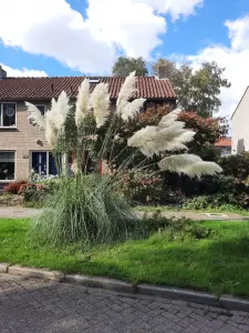 Jacquelien 12 Zomaar